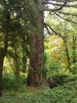 Redwood - Giant Sequioa : Sequoiadendron giganteum