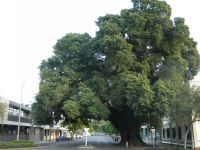 Fig - White : Ficus virens