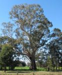 Gum - Gippsland Red : Eucalyptus tereticornis ssp. mediana