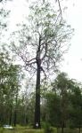 Ironbark - Northern Grey  : Eucalyptus siderophloia