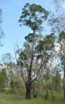 Pine - White Cypress : Callitris columellaris