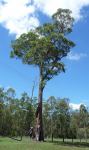 Mahogany - Broad-leaved : Eucalyptus carnea
