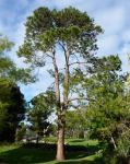 Pine - Slash : Pinus elliottii var elliottii