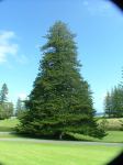 Pine - Norfolk Island : Araucaria heterophylla