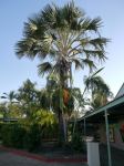 Palm - Gebang, Cabbage : Corypha utan