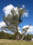 Black Sallee : Eucalyptus stellulata