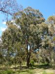 Gum - Slaty : Eucalyptus dawsonii