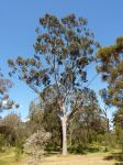 Box - Thozet's : Eucalyptus thozetiana
