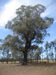 Ironbark - Mugga, Red : Eucalyptus sideroxylon