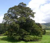 Fig - Moreton Bay "Harold & Mariam Tree" : Ficus macrophylla