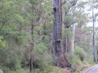 Red Tingle "Big Red" : Eucalyptus jacksonii