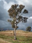 Gum - Blakely's Red "Ratscastle Tree" : Eucalyptus blakelyi