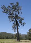 Ironbark - Broad-leaved Red : Eucalyptus fibrosa