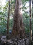 Blackbutt "Benaroon" : Eucalyptus pilularis