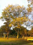 Brazilian Firetree : Schizolobium parahyba