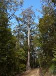 Gum - Urn-fruited : Eucalyptus urnigera