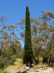 Pine Candle : Cupressus sempervirens 'Stricta'