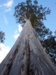 Gum - Mountain White : Eucalyptus dalrympleana