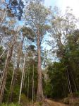 Gum - Alpine Yellow : Eucalyptus subcrenulata