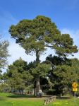 Pine - Aleppo : Pinus halepensis