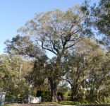 Camden Woollybutt : Eucalyptus macarthurii
