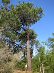 Pine - Maritime : Pinus pinaster