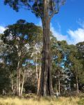Stringybark - Messmate : Eucalyptus obliqua