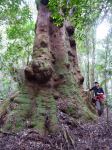 Blackbutt - New Engand  : Eucalyptus campanulata