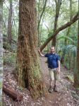 She-oak - Forest : Allocasuarina torulosa