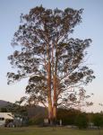 Gum - Forest Red : Eucalyptus tereticornis