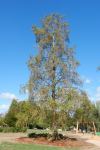 Cypress - Bald : Taxodium distichum