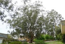 Blue Gum - Tasmanian : Eucalyptus globulus 