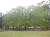 Oak - Swamp Chestnut : Quercus michauxii
