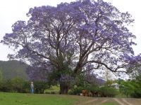 Jacaranda : Jacaranda mimosifolia