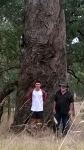 Box - Red : Eucalyptus polyanthemos subsp. vestita